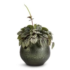 Peperomia Piccolo Banda -Plant potted plants Peperomia Piccolo Banda 10.5x20cm Noor Plant Pot Velvet Green 16x13cm 1cbd8962 4dc5 41de 9bb1 b791e93c17fa