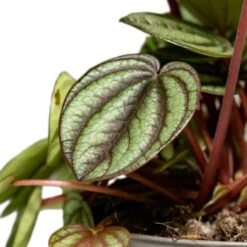 Peperomia Piccolo Banda -Plant potted plants Peperomia Piccolo Banda Houseplant 10.5x20cm Close Leaf
