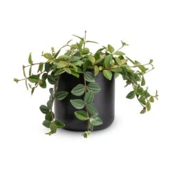 Peperomia Angulata Rocca Scuro - Dark Green Beetle Radiator Plant -Plant potted plants Peperomia angulata rocca scuro Dark Green Beetle Radiator Plant 12x20cm Lisbon Plant Pot Anthracite 13x13cm 79042e94 b316 42cb a6a9 3fe96d699c95