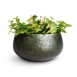 Noor Plant Bowl - Velvet Green 9 Noor Plant Bowl - Velvet Green -Plant potted plants Peperomia angulata rocca scuro Dark Green Beetle Radiator Plant 12x20cm Noor Plant Bowl Velvet Green 28x13cm 62e671b3 e4fa 4be3 83ff 3d10f8c20f90