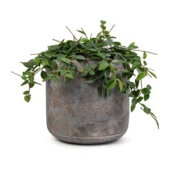 Peperomia Angulata Rocca Scuro - Dark Green Beetle Radiator Plant -Plant potted plants Peperomia angulata rocca scuro Dark Green Beetle Radiator Plant 15x25cm Saar Plant Pot Earth Cement 18x17cm 5198