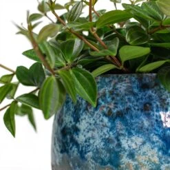 Peperomia Angulata Rocca Scuro - Dark Green Beetle Radiator Plant -Plant potted plants Peperomia angulata rocca scuro Dark Green Beetle Radiator Plant Lindy Plant Pot Sky Blue Close Up 7ea53be9 e857 4efe aee3 9f9feb0ab8e6