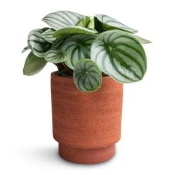 Chao Plant Pot - Terra -Plant potted plants Peperomia argyreia Watermelon Peperomia 12x20cm Chao Plant Pot Terra 13x15cm 93ab2fa1 c12f 4989 aa73 cc80b1293188