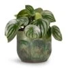 Peperomia Argyreia - Watermelon Peperomia 1 Peperomia Argyreia - Watermelon Peperomia -Plant potted plants Peperomia argyreia Watermelon Peperomia 12x20cm Moon Plant Pot Jungle 15x13cm c9d092e8 6f72 4691 83d7 7f7c818ba461