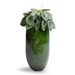 Aimee Tall Plant Vase - Pear -Plant potted plants Peperomia argyreia Watermelon Peperomia 15x25cm Aimee Tall Plant Vase Pear 22x45cm
