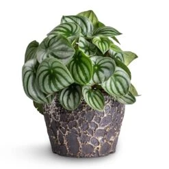 Lava Couple Straight Relic Planter - Black -Plant potted plants Peperomia argyreia Watermelon Peperomia 15x25cm Lava Couple Straight Relic Planter Black 19x13cm e57b0b0d 83ea 442e 96e6 c72b52dc01a7
