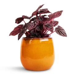 Charlotte Plant Pot - Spiced Ochre -Plant potted plants Peperomia caperata Red Luna 11x20cm Charlotte Plant Pot Ochre 15x13cm