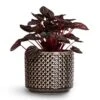 Peperomia Caperata Red Luna -Plant potted plants Peperomia caperata Red Luna 14x30cm Thies Plant Pot Anthracite 17x15cm