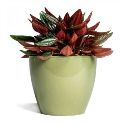 Peperomia Caperata Rosso -Plant potted plants Peperomia caperata Rosso 10 5x15cm Sven Plant Pot Mint 13x11cm