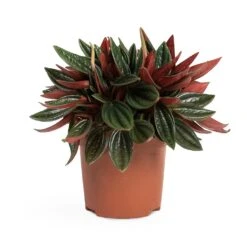 Peperomia Caperata Rosso -Plant potted plants Peperomia caperata Rosso 10.5x15cm 2