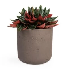 Peperomia Caperata Rosso -Plant potted plants Peperomia caperata Rosso 10.5x15cm Charlie Plant Pot Ash Brown 15x15cm