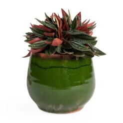 Peperomia Caperata Rosso -Plant potted plants Peperomia caperata Rosso 10.5x15cm Charlotte Plant Pot Green 15x13cm