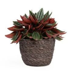 Peperomia Caperata Rosso -Plant potted plants Peperomia caperata Rosso 10.5x15cm Igmar Plant Basket Grey 13x10cm