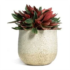 Peperomia Caperata Rosso -Plant potted plants Peperomia caperata Rosso 10.5x15cm Iris Plant Pot Sand 14x12cm