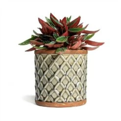 Peperomia Caperata Rosso -Plant potted plants Peperomia caperata Rosso 10.5x15cm Liam Plant Pot Grey 14x14cm