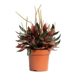 Peperomia Caperata Rosso -Plant potted plants Peperomia caperata Rosso 10.5x15cm tall