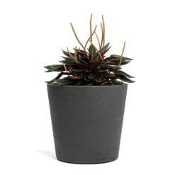 Peperomia Caperata Rosso -Plant potted plants Peperomia caperata Rosso Mini Bucket Plant Pot Black Washed 5c6aedef feab 4b9d a719 342fbeaa2d41