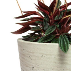 Peperomia Caperata Rosso -Plant potted plants Peperomia caperata Rosso Mini Bucket Plant Pot Grey Washed Close Up 1e7a53cc ba1a 40f0 8e1c 930322473680
