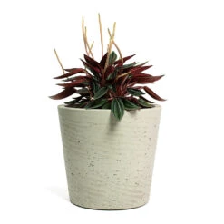 Peperomia Caperata Rosso -Plant potted plants Peperomia caperata Rosso Mini Bucket Plant Pot Grey Washed 1127ef77 a2fe 4f65 9bdb c41b8a5a5524