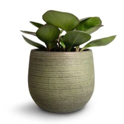 Lydia Plant Pot - Shiny Green -Plant potted plants Peperomia clusiifolia Red Margin Red Edged Radiator Plant 11x20cm Lydia Plant Pot Shiny Green 18x16cm 3