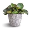 Peperomia Clusiifolia Red Margin - Red Edged Radiator Plant -Plant potted plants Peperomia clusiifolia Red Margin Red Edged Radiator Plant 11x20cm Monza Plant Pot Vintage Grey 13x13cm