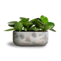 Saar Oval Plant Bowl - Earth Cement -Plant potted plants Peperomia clusiifolia Red Margin Red Edged Radiator Plant 11x20cm Saar Oval Plant Bowl Earth Cement 26x13x11cm 2