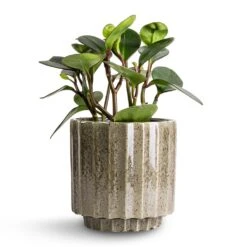 Lugano Scalloped Plant Pot - Green -Plant potted plants Peperomia clusiifolia Red Margin Red Edged Radiator Plant 14x25cm Lugano Scalloped Plant Pot Green 16x16cm d10fc9bd dae3 4b28 aa9a 9d9599f9a464