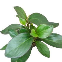 Peperomia Clusiifolia Red Margin - Red Edged Radiator Plant 22 Peperomia Clusiifolia Red Margin - Red Edged Radiator Plant -Plant potted plants Peperomia clusiifolia Red Margin Red Edged Radiator Plant Large Leaves