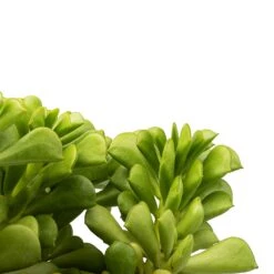 Plant potted plants -Plant potted plants Peperomia dolabriformis Prayer Pepper 10.5x15cm swatch