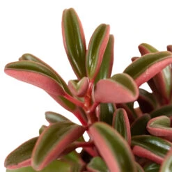 Peperomia Graveolens - Ruby Glow Radiator Plant -Plant potted plants Peperomia graveolens Ruby Glow Radiator Plant 1
