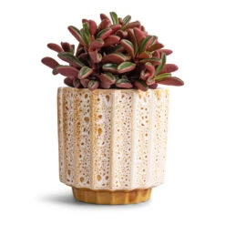 Lugano Scalloped Plant Pot - Mustard 14 Lugano Scalloped Plant Pot - Mustard -Plant potted plants Peperomia graveolens Ruby Glow Radiator Plant 10.5x17cm Lugano Scalloped Plant Pot Mustard 13x13cm 0aadc796 596b 4f7f be8a 850a180dcff4