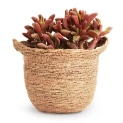 Peperomia Graveolens - Ruby Glow Radiator Plant -Plant potted plants Peperomia graveolens Ruby Glow Radiator Plant 10.5x17cm Nelis Plant Basket Camel 13x12cm 9ec1d073 f317 4ca9 89c4 be0f6487a030