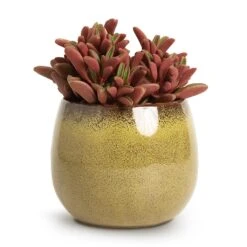 Peperomia Graveolens - Ruby Glow Radiator Plant -Plant potted plants Peperomia graveolens Ruby Glow Radiator Plant 10.5x17cm Odile Plant Pot Moss 13x11cm 74d4c8e9 df29 4ee9 977e 70d1100ae8bc