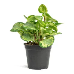 Peperomia Obtusifolia Golden Gate - Baby Rubber Plant -Plant potted plants Peperomia obtusifolia Golden Gate Baby Rubber Plant 14cm