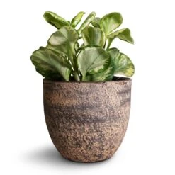Peperomia Obtusifolia Golden Gate - Baby Rubber Plant -Plant potted plants Peperomia obtusifolia Golden Gate Baby Rubber Plant 14x25cm Cas Plant Pot Sahara 17x15cm d75b2341 f5b8 4dbe abdd 706859f8cb71