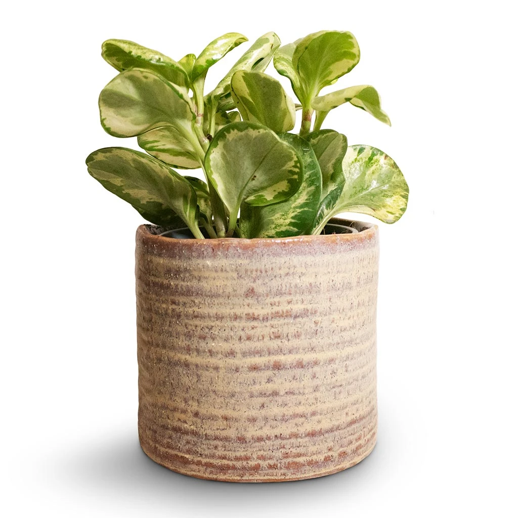 Hera Plant Pot - Ivory 4 Hera Plant Pot - Ivory - Image 2