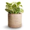 Peperomia Obtusifolia Golden Gate - Baby Rubber Plant -Plant potted plants Peperomia obtusifolia Golden Gate Baby Rubber Plant 14x25cm Hera Plant Pot Ivory 13x14cm copy 4efb932f 05bc 466e ab0b 216203e8df6b
