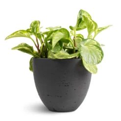 Mini Jesslyn Plant Pot - Black Washed 15 Mini Jesslyn Plant Pot - Black Washed -Plant potted plants Peperomia obtusifolia Golden Gate Baby Rubber Plant 14x25cm Mini Jesslyn Plant Pot Black Washed 18x15cm 1 ed3a6919 6dd9 4a43 92e8 35e449ec0827