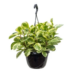 Peperomia Obtusifolia Golden Gate - Baby Rubber Plant -Plant potted plants Peperomia obtusifolia Golden Gate Baby Rubber Plant 20cm