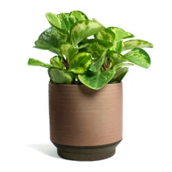 Peperomia Obtusifolia Golden Gate - Baby Rubber Plant -Plant potted plants Peperomia obtusifolia Golden Gate Baby Rubber Plant