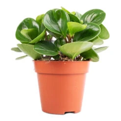 Peperomia Obtusifolia Green - Baby Rubber Plant -Plant potted plants Peperomia obtusifolia Green Baby Rubber Plant 11x20cm