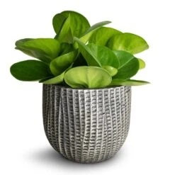 Peperomia Obtusifolia Green - Baby Rubber Plant -Plant potted plants Peperomia obtusifolia Green Baby Rubber Plant 11x20cm Feico Plant Pot Metal Black 15x13cm