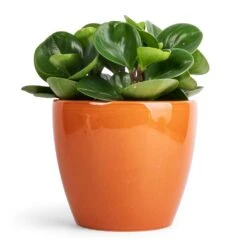 Peperomia Obtusifolia Green - Baby Rubber Plant -Plant potted plants Peperomia obtusifolia Green Baby Rubber Plant 11x20cm Sven Plant Pot Mandarin 16x13cm ec74b063 61f6 45a2 bd6e a2e1b87bc3dc