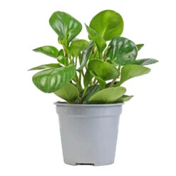 Peperomia Obtusifolia Green - Baby Rubber Plant -Plant potted plants Peperomia obtusifolia Green Baby Rubber Plant 14x20cm