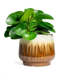 Peperomia Obtusifolia Green - Baby Rubber Plant -Plant potted plants Peperomia obtusifolia Green Baby Rubber Plant 14x20cm Alice Plant Pot Caramel 18x16cm