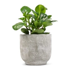 Peperomia Obtusifolia Green - Baby Rubber Plant -Plant potted plants Peperomia obtusifolia Green Baby Rubber Plant 14x20cm Dave Plant Pot Weathered Grey 19x18cm