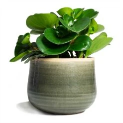 Peperomia Obtusifolia Green - Baby Rubber Plant -Plant potted plants Peperomia obtusifolia Green Baby Rubber Plant 14x20cm Iris Plant Pot Moss Grey 18x15cm