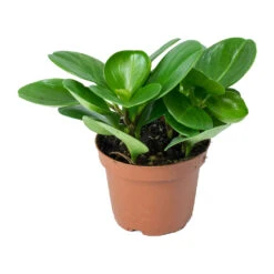 Peperomia Obtusifolia Green - Baby Rubber Plant -Plant potted plants Peperomia obtusifolia Green Baby Rubber Plant