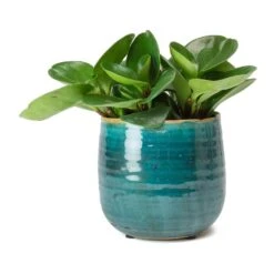 Peperomia Obtusifolia Green - Baby Rubber Plant -Plant potted plants Peperomia obtusifolia Green Baby Rubber Plant Iris Turquoise Plant Pot