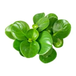 Peperomia Obtusifolia Green - Baby Rubber Plant -Plant potted plants Peperomia obtusifolia Green Baby Rubber Plant Leaves